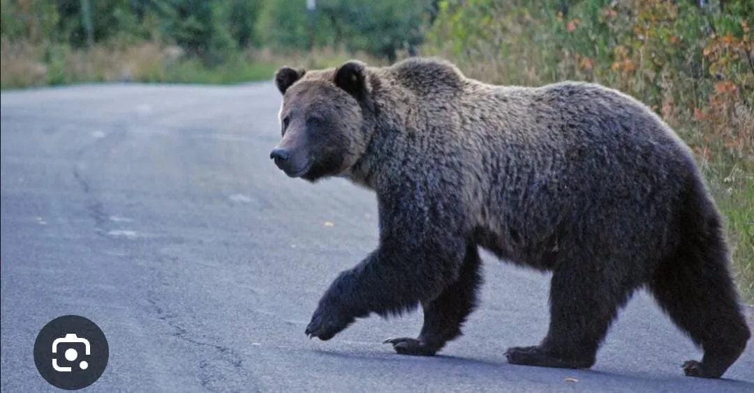 Orso in Riserva, stop alla caccia. Montate oltre cento recinzioni