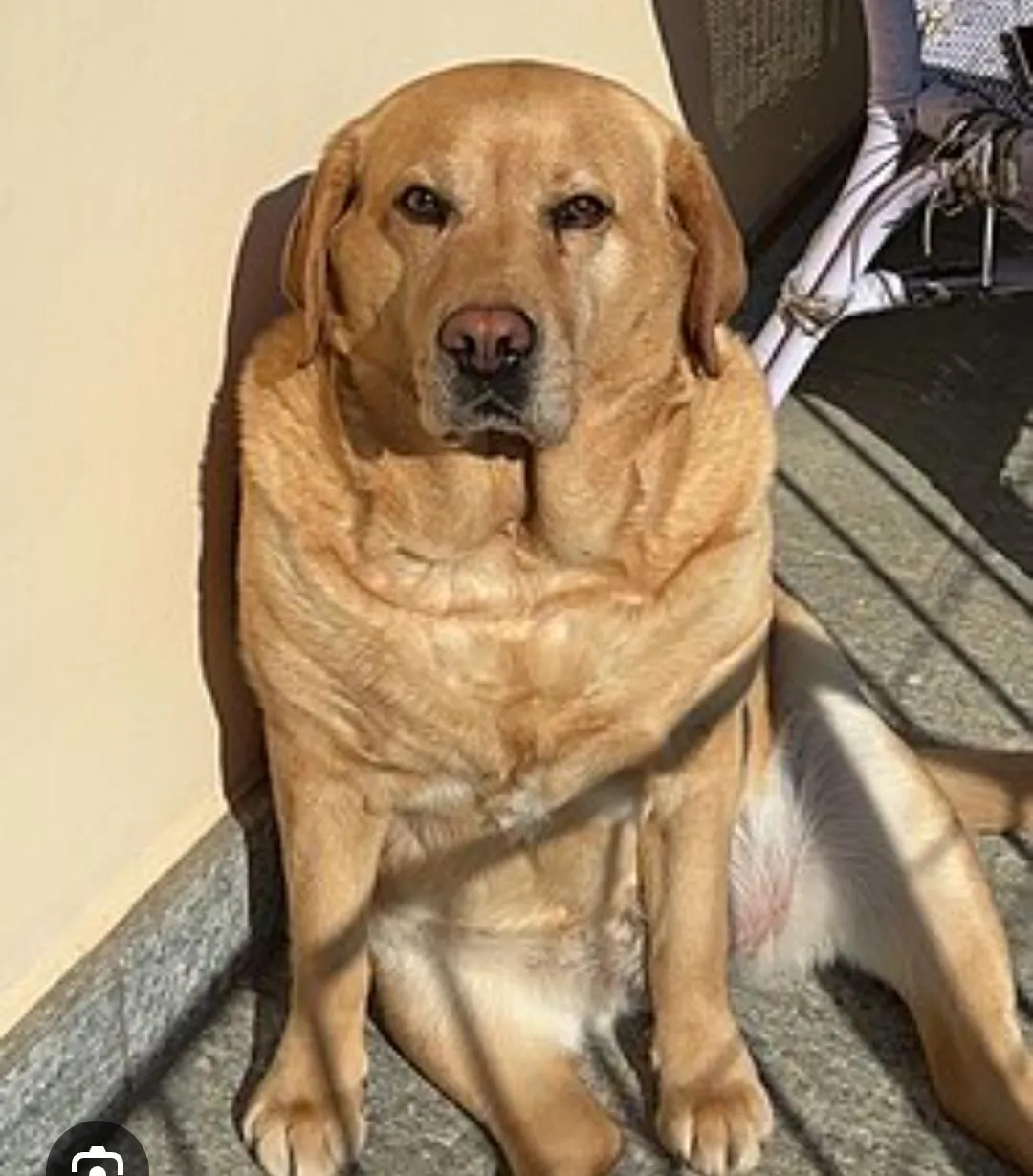 Morsa al volto dal cane del proprietario di casa. Risarcimento da 70 mila euro per una attrice