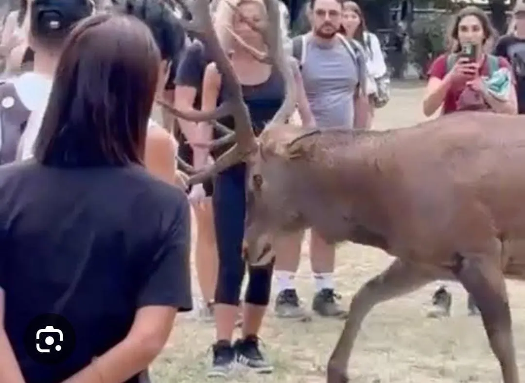 Troppo vicini ai cervi per una foto, salgono a due i feriti. Sotto ai ferri 57enne