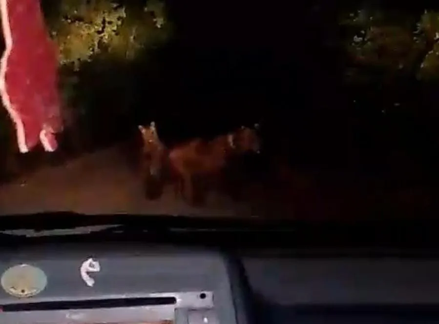 Inseguì e filmò gli orsi sotto casa postando video sui social. Rischia processo 42enne