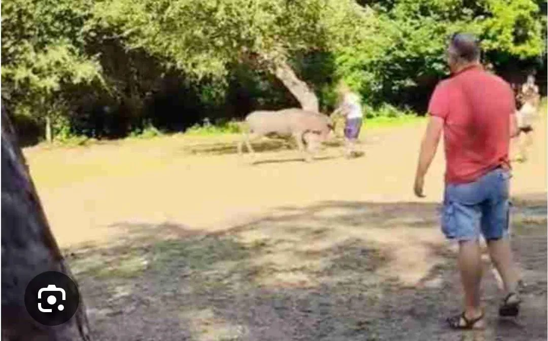 Cervo carica un turista a Villetta Barrea: ferito un 65enne. È il terzo episodio in pochi giorni